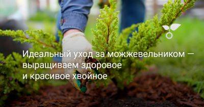 Идеальный уход за можжевельником — выращиваем здоровое и красивое хвойное - botanichka.ru