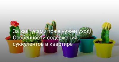 За кактусами тоже нужен уход! Особенности содержания суккулентов в квартире - botanichka.ru