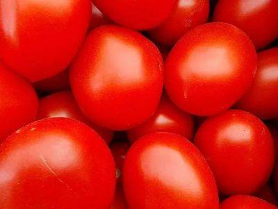 Анастасия Коврижных - Какие культуры нельзя высаживать рядом с помидорами: об этом многие забывают - belnovosti.by