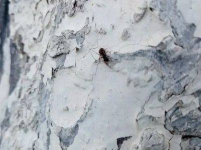 Анастасия Коврижных - Как избавиться от муравьев на участке: быстро, просто, навсегда - belnovosti.by