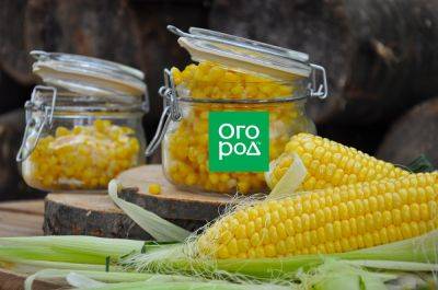 Как вкусно приготовить кукурузу на зиму и на каждый день - ogorod.ru