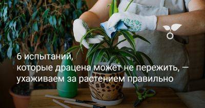 6 испытаний, которые драцена может не пережить — ухаживаем за растением правильно - botanichka.ru - республика Коми