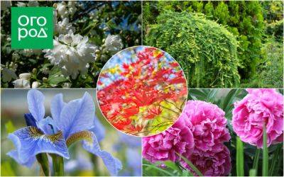 Сад, который не вымерзнет: 20 растений для самых холодных дач - ogorod.ru