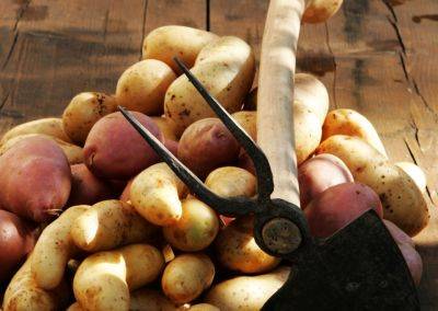 Эксперты назвали самые вкусные сорта картофеля - seeds.org.ua