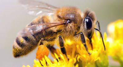 Почему опытные пчеловоды не рекомендуют качать майский мед в мае - seeds.org.ua