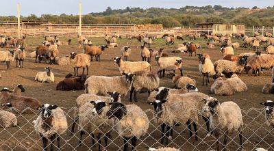 Ферма на Ровенщине значительно увеличила поголовье овец за время войны - agroportal.ua