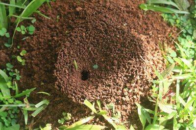 Как вывести муравьев | Борьба с муравьями - apteka-sadivnyka.ua