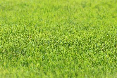 Все о посадке газонной травы и правильной укладке газона | Блог Аптека Садовода - apteka-sadivnyka.ua