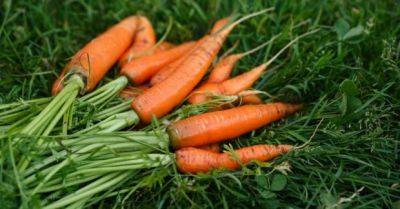 Когда выкапывать морковь на хранение и свеклу - не упустите время, чтобы не потерять урожай - unian.net