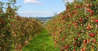 Что нужно делать с яблонями осенью - если упустить момент, то можно потерять сад - unian.net