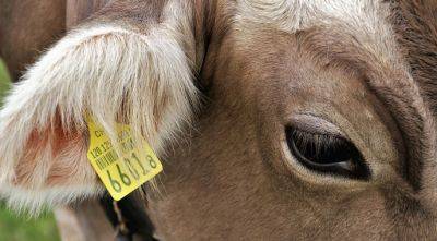 Украинские животноводы вынуждены сокращать поголовье скота и отправлять его на экспорт - agroportal.ua - Украина - Ливан