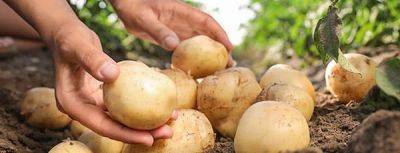 Сажаем ранний картофель – секреты урожая - gradinamax.com.ua