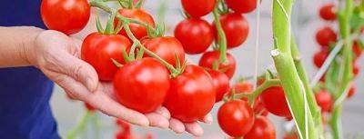 Как выращивать помидоры и ухаживать за ними - gradinamax.com.ua