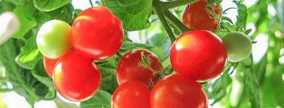 Как вырастить томаты на подоконнике - gradinamax.com.ua