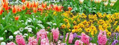 Цветы многолетники для «ленивого» сада – подборка самых лучших - gradinamax.com.ua