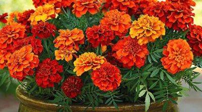 7 наиболее популярных цветов для засушливого сада - gradinamax.com.ua