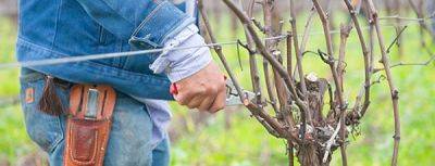 Обрезка винограда весной – отвечаем на главные вопросы - gradinamax.com.ua - г. Виноград