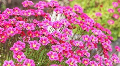 Камнеломка из семян: как вырастить прекрасный цветок дома - gradinamax.com.ua