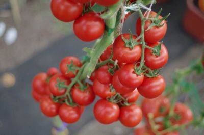 Индетерминантный томат: выбор сорта, правильная посадка, удобрения - organic-mix.ru