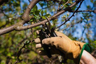 Обрезка плодовых деревьев: виды, инструменты и правила - organic-mix.ru