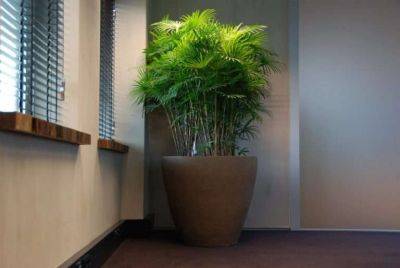 Разновидности комнатных пальмовых цветов - organic-mix.ru - Китай - Япония
