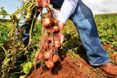 Защита картофеля от вредителей и болезней: эффективные средства и приемы - domstoy.ru - штат Колорадо