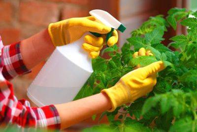 Как опрыскивать сад и огород: эффективные биодобавки - domstoy.ru
