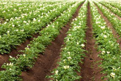 Выращивание картофеля – обязательные этапы - domstoy.ru