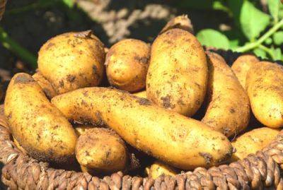 Выращивание картофеля: 7 эффективных способов - domstoy.ru