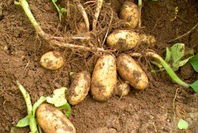 Выращивание картофеля: как увеличить урожай - domstoy.ru
