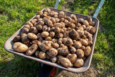 Уборка картофеля: сроки, рекомендации специалистов - domstoy.ru