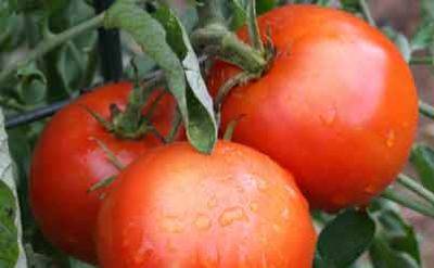 Вырастить томаты здоровыми: опрыскивание сосновой вытяжкой - domstoy.ru