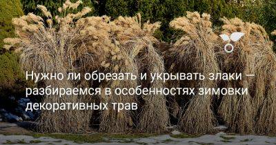 Нужно ли обрезать и укрывать злаки — разбираемся в особенностях зимовки декоративных трав - botanichka.ru