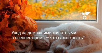 Уход за домашними животными в осеннее время — что важно знать? - botanichka.ru