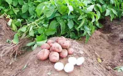 Как вырастить картофель из семян - domstoy.ru