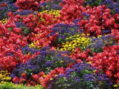 Цветочные композиции и цветники для сада - remstd.ru