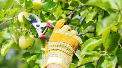 Советы экспертов по уходу за фруктовыми деревьями: Как проводить обрезку, стрижку и лечение - ogorod.ru