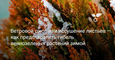Ветровой ожог, или иссушение листьев — как предотвратить гибель вечнозеленых растений зимой - botanichka.ru