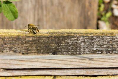 Куда пропали пчелы и как это отразится на наших участках - ogorod.ru - Россия - Сша - Евросоюз