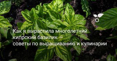 Как я вырастила многолетний кипрский базилик — советы по выращиванию и кулинарии - botanichka.ru - Индия - Кипр