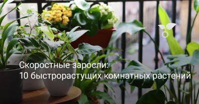 Скоростные заросли: 10 быстрорастущих комнатных растений - botanichka.ru