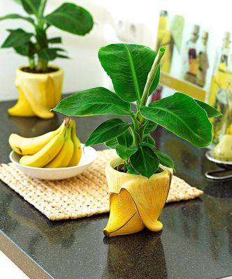Как вырастить банан в домашних условиях - sadogorod-club