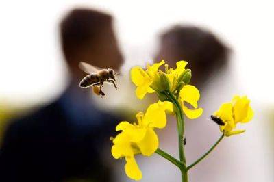 Анастасия Коврижных - Как привлечь пчёл на участок: если их не будет, не образуются завязи плодов - belnovosti.by