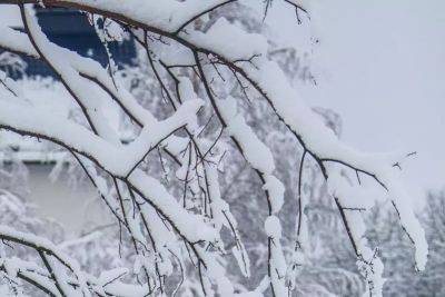 Анастасия Коврижных - Можно ли сбивать лед с обледеневших деревьев: советы дачникам - belnovosti.by