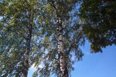 Анастасия Коврижных - Зачем вам на участке берёза: это одно из самых красивых и неприхотливых деревьев - belnovosti.by