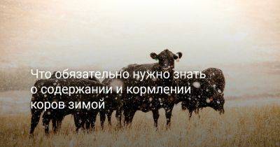 Что обязательно нужно знать о содержании и кормлении коров зимой? - botanichka.ru