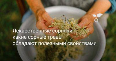 Лекарственные сорняки: какие сорные травы обладают полезными свойствами - botanichka.ru