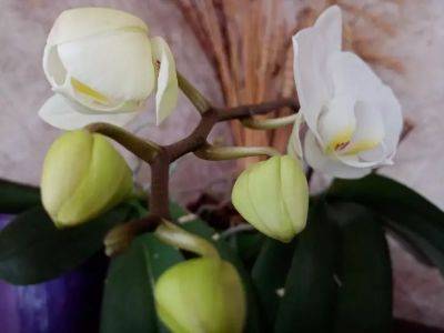 Анастасия Коврижных - Молодые орхидеи быстро нарастят листья и начнут цвести: главное соблюдать 3 несложных правила - belnovosti.by