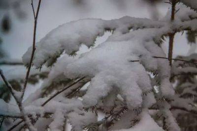 Анастасия Коврижных - Ваши хвойные растения на даче могут не пережить конец зимы: позаботьтесь о них сейчас - belnovosti.by