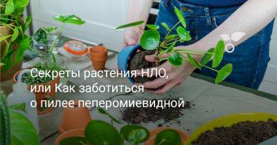 Секреты растения-НЛО, или Как заботиться о пилее пеперомиевидной - botanichka.ru - Китай